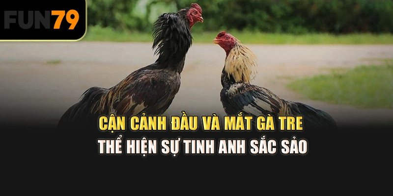 Cận cảnh đầu và mắt gà tre thể hiện sự tinh anh sắc sảo