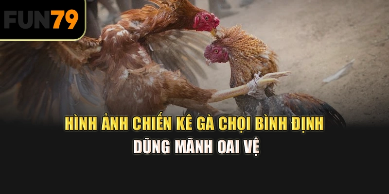 Hình ảnh chiến kê Gà chọi Bình Định dũng mãnh oai vệ