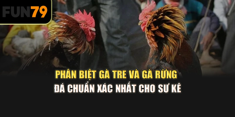 Phân biệt gà tre và gà rừng đá chuẩn xác nhất cho sư kê