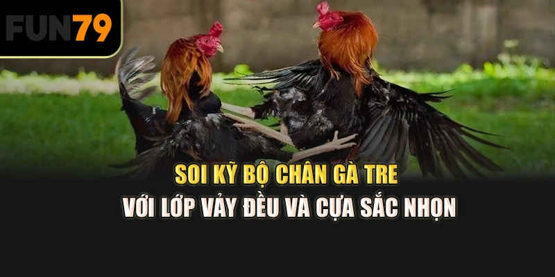 Soi kỹ bộ chân gà tre với lớp vảy đều và cựa sắc nhọn