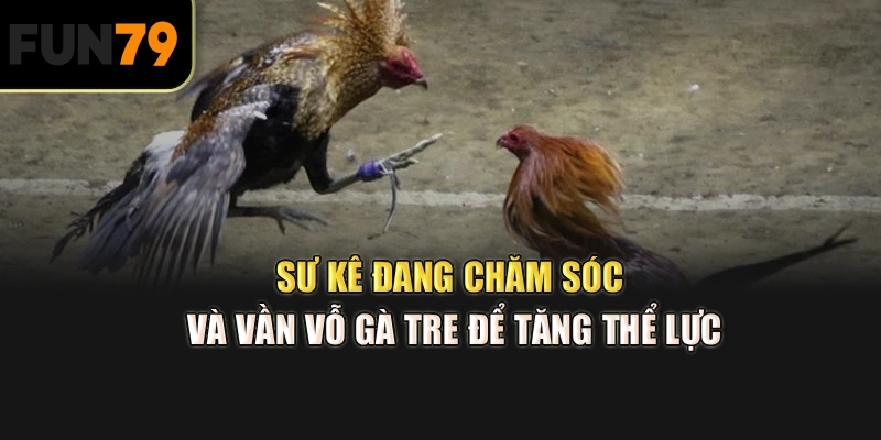 Sư kê đang chăm sóc và vần vỗ gà tre để tăng thể lực