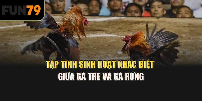Tập tính sinh hoạt khác biệt giữa gà tre và gà rừng